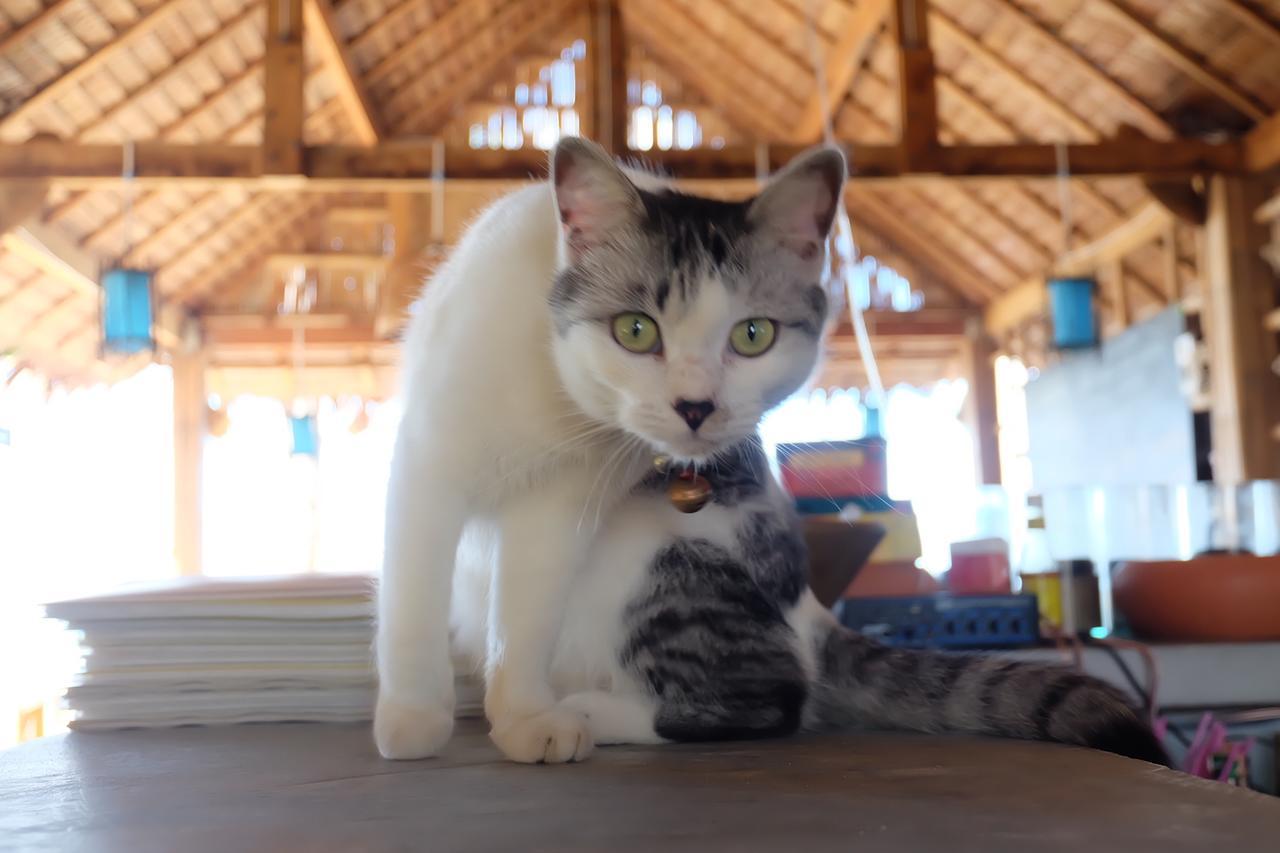 Hotel Monkey Bungalow à Ko Lanta Extérieur photo